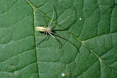 Tetragnatha extensa