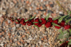 Blitum virgatum