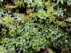 Pseudocrossidium leucocalyx