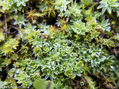 Pseudocrossidium leucocalyx