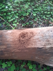Reticularia lycoperdon