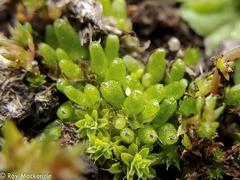 Sphaerocarpos stipitatus