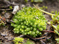 Sphaerocarpos stipitatus