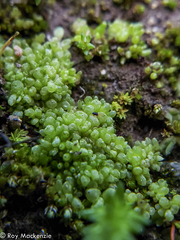 Sphaerocarpos texanus