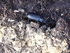 Tenebrio molitor