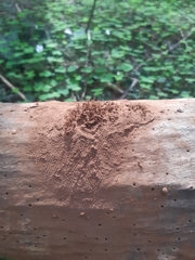 Reticularia lycoperdon