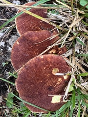 Suillus cavipes