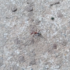 Camponotus rufoglaucus