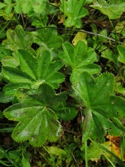 Alchemilla