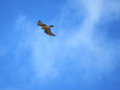 Gypaetus barbatus