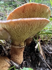 Suillus cavipes
