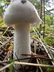 Amanita virosa