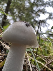 Amanita virosa
