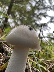 Amanita virosa
