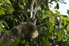 Heterospingus rubrifrons