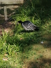 Branta leucopsis