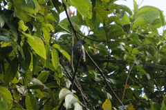 Heterospingus rubrifrons