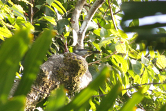 Heterospingus rubrifrons