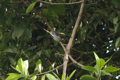 Heterospingus rubrifrons