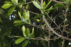 Heterospingus rubrifrons