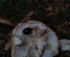 Anoplotrupes stercorosus