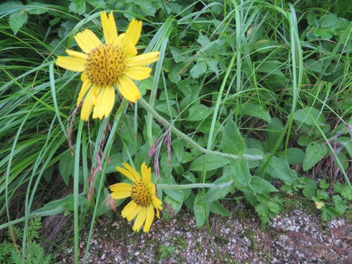 Image of Arnica unalaschcensis by (c) Marco Mussita, some rights reserved (CC BY)