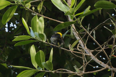 Heterospingus rubrifrons