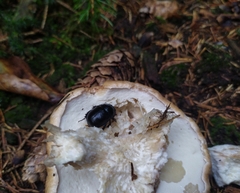 Anoplotrupes stercorosus