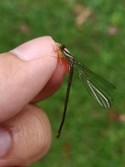 Ceriagrion