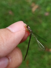 Ceriagrion