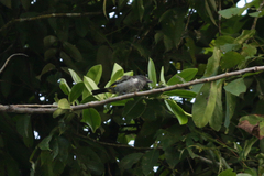 Heterospingus rubrifrons