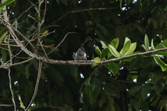 Heterospingus rubrifrons