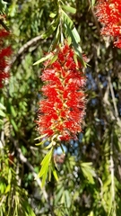 Callistemon