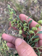 Phyllanthus carpentariae