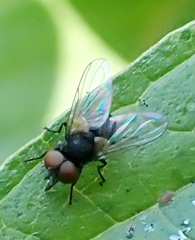 Phasia barbifrons