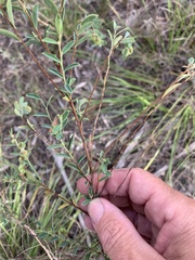 Phyllanthus carpentariae