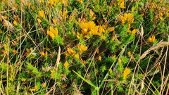 Ulex gallii
