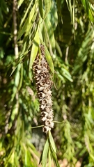 Callistemon