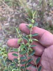 Phyllanthus carpentariae
