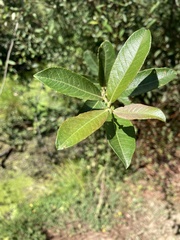 Salix atrocinerea