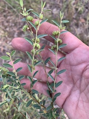 Phyllanthus carpentariae