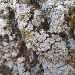 Physconia perisidiosa