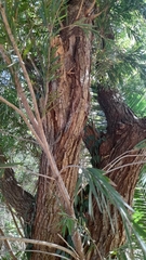 Callistemon