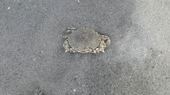 Matuta