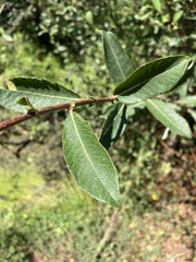 Salix atrocinerea