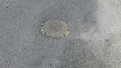 Matuta