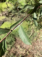 Salix atrocinerea