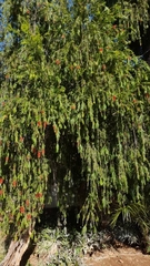 Callistemon