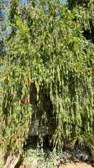Callistemon