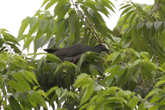 Patagioenas leucocephala